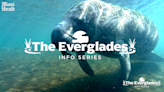 Florida panthers, alligators and manatees: Why the Everglades’ fauna is so diverse