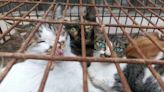 Cat burglars who stole 150 felines for meat arrested in China