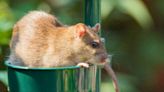 ‘All-natural’ homemade spray keeps rats from your garden without using chemicals