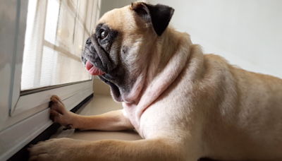 Funny Pug Wails Like a Baby After Seeing Mom Arrive Home From Work