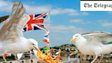 The real reason seagulls are invading town centres (and it’s not why you think)