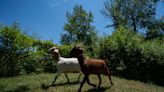 Munching through the weeds: Martinsville ranchers use goats to clean one yard at a time