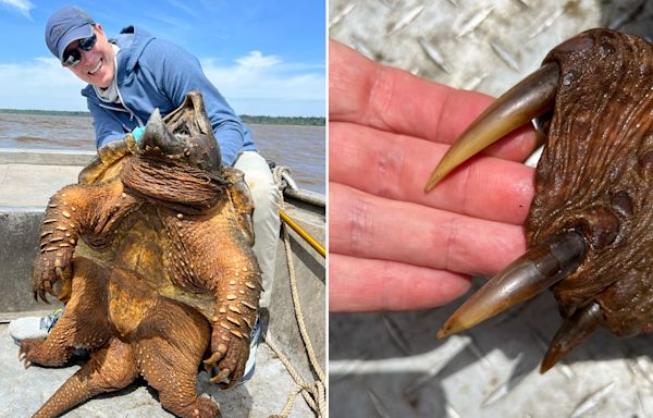 Fisherman hooks prehistoric 200-pound alligator snapping turtle before catching monster alligator gar
