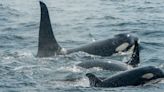 Orcas Won't Stop Attacking Boats. They Officially Have Our Attention.
