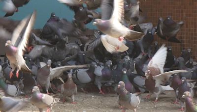 餵飼野鴿最高罰款提升至10萬元 有議員稱立法原意是提高阻嚇性 | am730