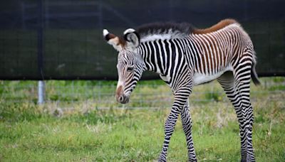 Saint Louis Zoo celebrates birth of Grevy’s zebra foal Roxie