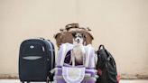 Justiça decide que cão de suporte emocional deve viajar com passageira na cabine de avião