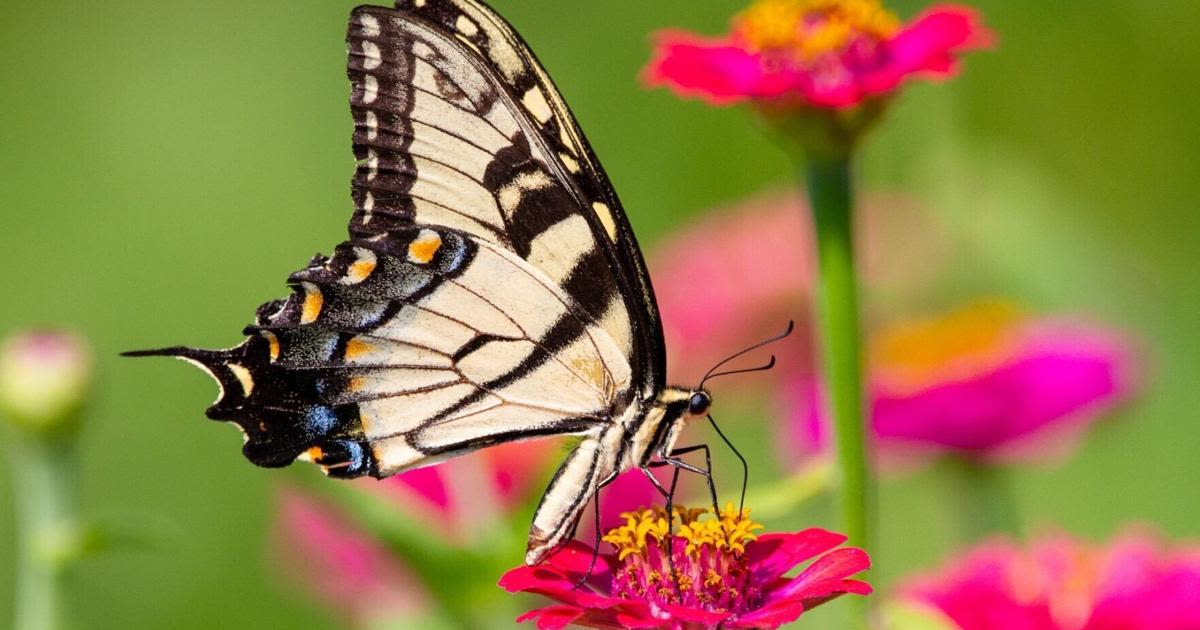 Napa County Master Gardeners: Body and soil