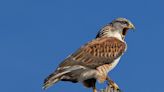 Endangered hawk nest stirs up debate over proposed urban solar farm