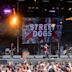 Street Dogs