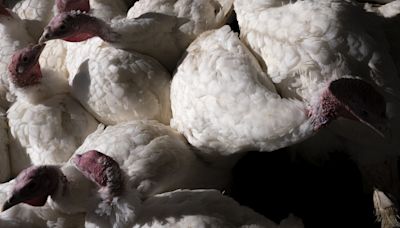 Big Ag, Not Wild Birds, Is What Really Spreads Avian Flu