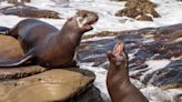 Video Shows Sea Lions Chase Beachgoers at La Jolla Cove in San Diego, California