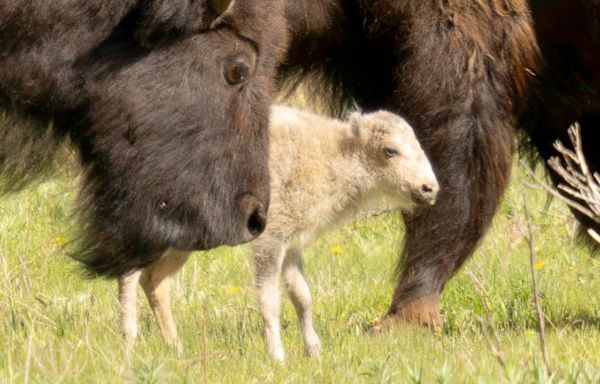 Why the rare white buffalo calf is both a celebration and a warning for Indigenous tribes