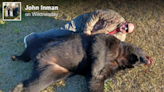 ‘Scary.’ 450-pound bear found dead along highway, rattling North Carolina community