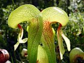 Darlingtonia californica