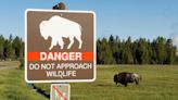 83-year-old woman seriously injured in Yellowstone National Park bison attack: officials