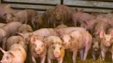 Supreme Court upholds California animal cruelty law that bans narrow cages for pigs