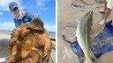 Fisherman Catches Gigantic 200-Pound Snapping Turtle, Then Lands World Record Gar