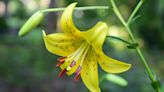 Lilies bring color and fragrance to the garden