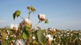 Loran Smith: Prayer seemed a solid defense against hurricanes ruining the cotton crop