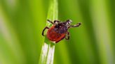 How to remove ticks and what to know about these bloodsuckers