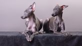 Italian Greyhounds Who Love 'Constant Cuddles' Have No Sense of Personal Space