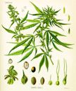 Medical cannabis