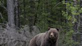 Alberta grizzly hunters will get to keep the carcass when called on to euthanize bears
