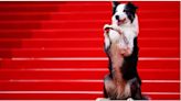 Cannes Film Festival 2024: Who is Messi, the dog that was the first celebrity to arrive on the red carpet?