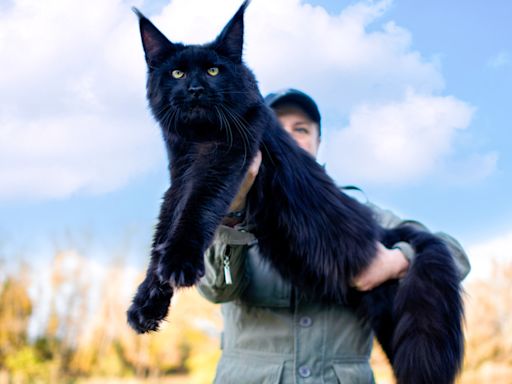 Massive Maine Coon Cat Gives Mom High Fives Like a True Pro