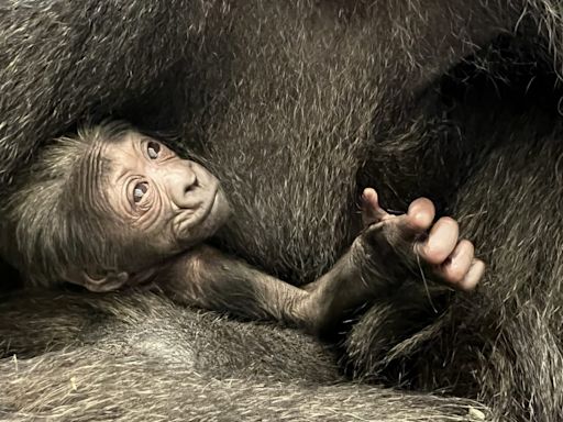 VIDEO: Columbus Zoo reveals newborn gorilla, mother bonding closely