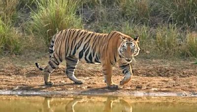 Bihar government gets nod from Centre for tiger reserve at Kaimur Wildlife Sanctuary