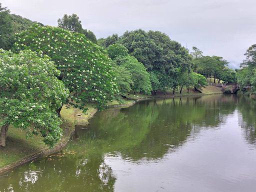 海檬果白花盛放 南港公園山水映襯如詩如畫 | 蕃新聞