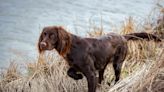 German Longhaired Pointer: Dog Breed Characteristics and Care