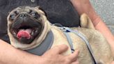 The Animal Shelter Society's Pug-tastic Pet of the Week - WHIZ - Fox 5 / Marquee Broadcasting