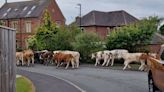 Charging herd of 45 cows 'like earthquake' causes chaos during stampede