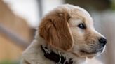 Golden Retriever Puppy’s Precious Reaction to Hearing Thunder Goes Viral