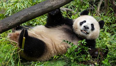 See 1st photos of new pandas at San Diego Zoo
