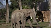 Elephants in US zoos? Without breeding, future is uncertain
