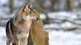 Dozens of wolves to be shot in ‘tragic’ Swedish cull