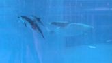 Fiebre de bebés en San Antonio: nacen una cría de ballena y otra de delfín en SeaWorld