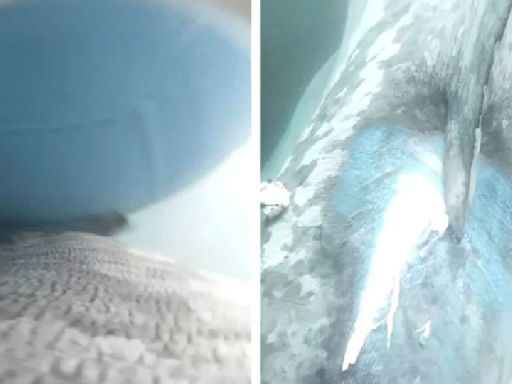 Boat hits massive 23-foot shark in rare video footage