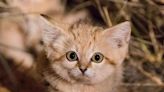 Morocco’s Tiny Sand Cats Reveal Behavior Never Before Seen in Wild Cats