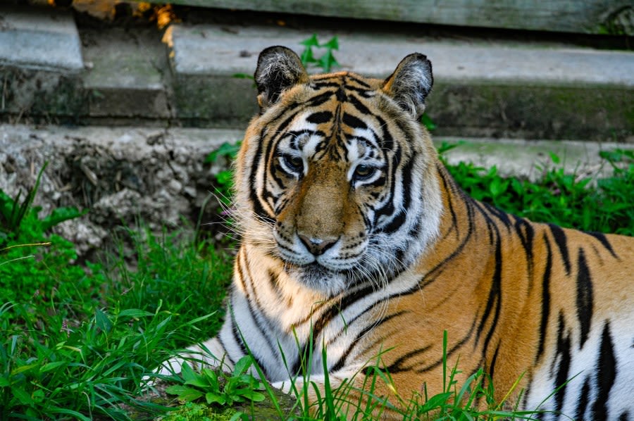 Thor, rescued tiger at Crown Ridge Sanctuary, turns 22