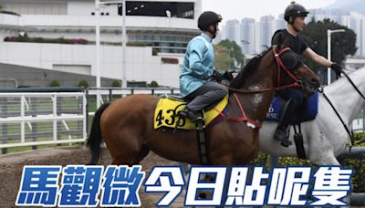 馬觀微全日心水│「鐵金剛」可響勝門