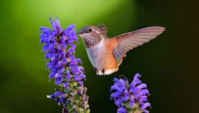 Oakland man wonders if hummingbirds ever crash into humans