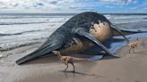 How a teenager helped identify a new species of giant marine reptile