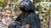 La imagen intrigante de un chimpancé con una cría de mangosta y otras fotos fascinantes