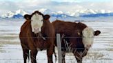 Beef prices may be high, but that doesn't equal big profits for ranchers