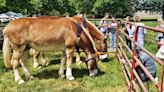 MU College of Veterinary Medicine holds birthday party for retired mules Tim and Terry